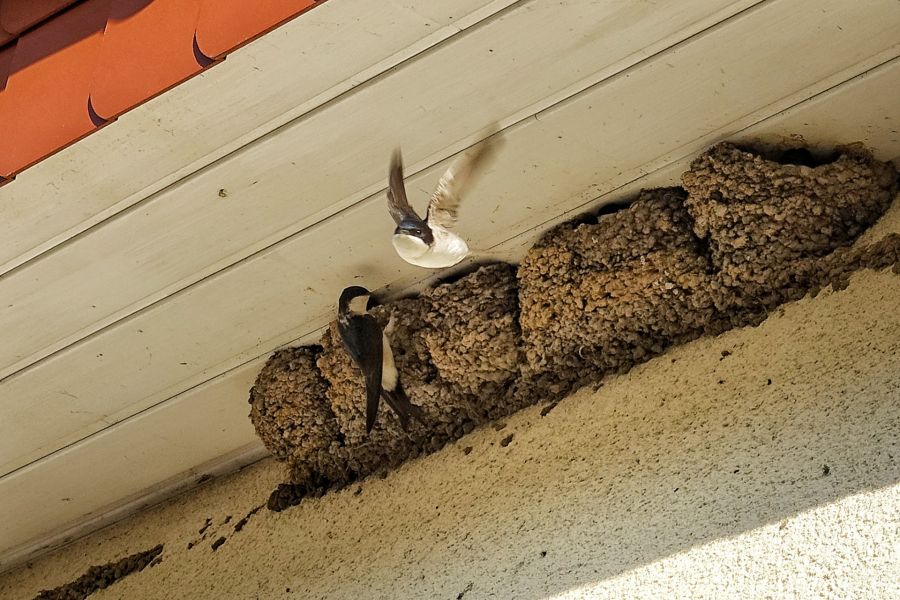 • Mehlschwalben bauen ihre Nester unter Dachvorsprüngen Copyright: Kreis Paderborn, Amt für Umwelt, Natur und Klimaschutz, Susanne Pöhler